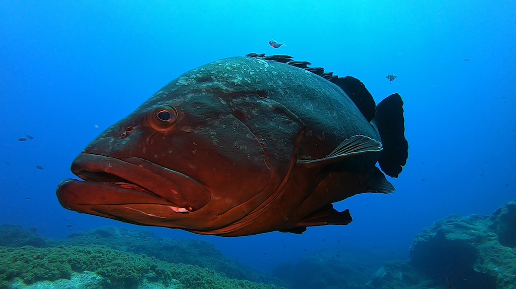 Açores